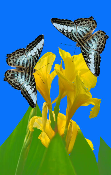 istock Malaysian blue clipper butterflies on Canna King Midas 2191739773