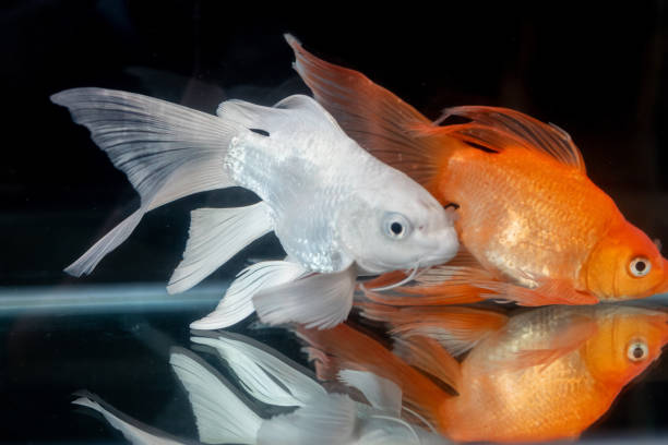 Stock image of a group of smaller goldfish standing up to a large goldfish.  