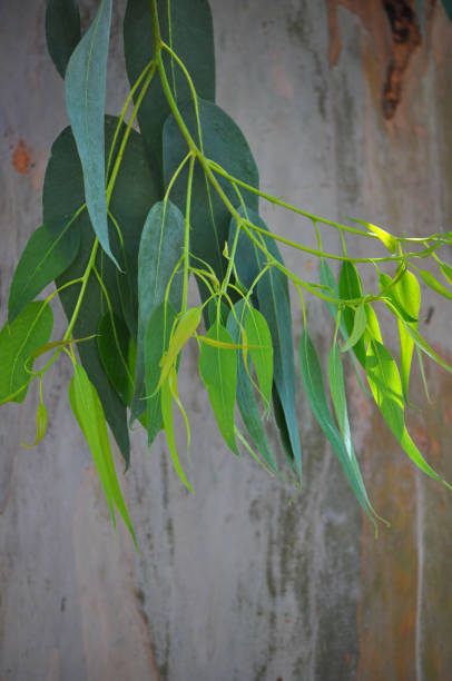 istock Tender eucalyptus leaves with trunk of this tree in the background - vertical format 2191740712