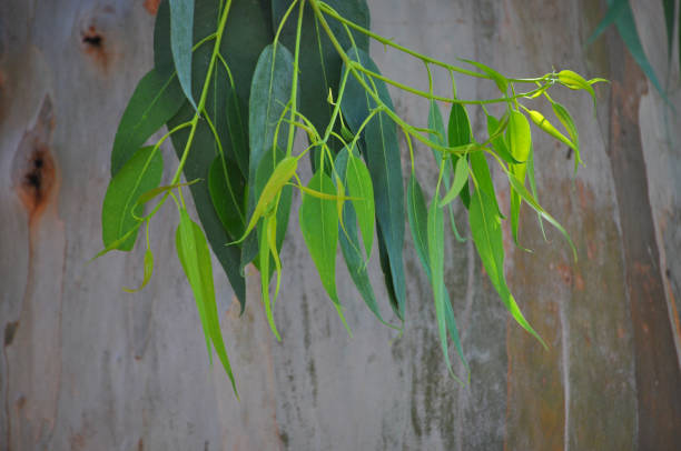 istock Tender eucalyptus leaves with trunk of this tree in the background 2191740738