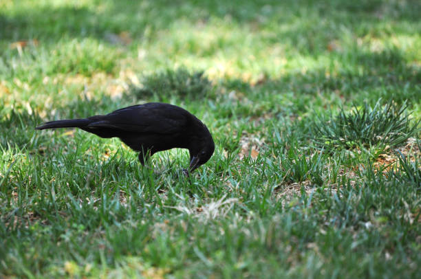 A black crow stands on a patch of green grass surrounded by dry autumn leaves, holding a nut firmly in its beak. The bird’s glossy feathers contrast with the earthy tones of the ground. The scene captures wildlife behavior, texture, and natural foraging activity.