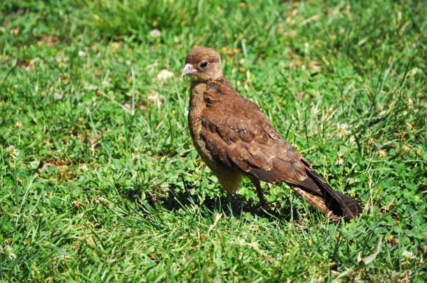istock Young Chimango, also called Tiuque, native to South America 2191741733