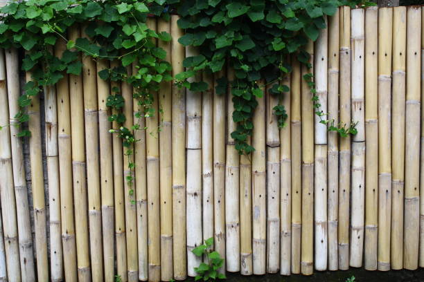 istock The plant hanging on the bamboo fence 2191743207