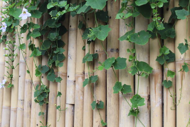 istock The plant hanging on the bamboo fence 2191743543