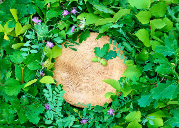 The tree stump and leaves background with oak acorns beautifully showcases the natural composition of green leaves, purple flowers and the cross section of the tree stump.
