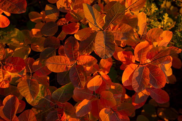 Background of smoke bush red leaves - medical plant, with botanical name Cotinus Coggygria, part of the biodiversity of flora in Sevlievo region in Bulgaria.