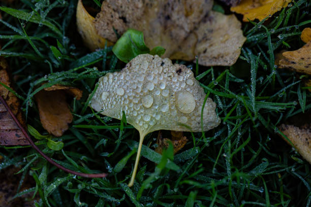 Der Morgentau verzaubert den herbstlichen Gartenboden