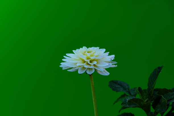 white Dahlia flower (family Asteraceae) isolated on a natural background