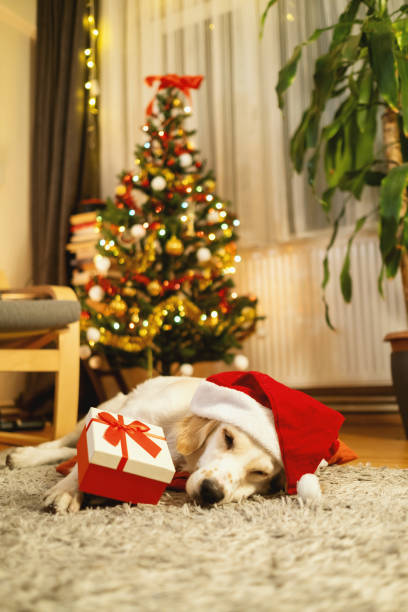 istock Golden Retriever with Santa Hat Resting by Christmas Tree 2191746631