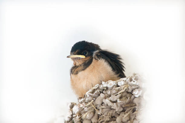 Fledgling barn swallow, Hirundo rustica. Some down feathers still present. Beak caked with food from parents. Palo Alto Baylands Nature Preserve, Palo Alto, California, USA.