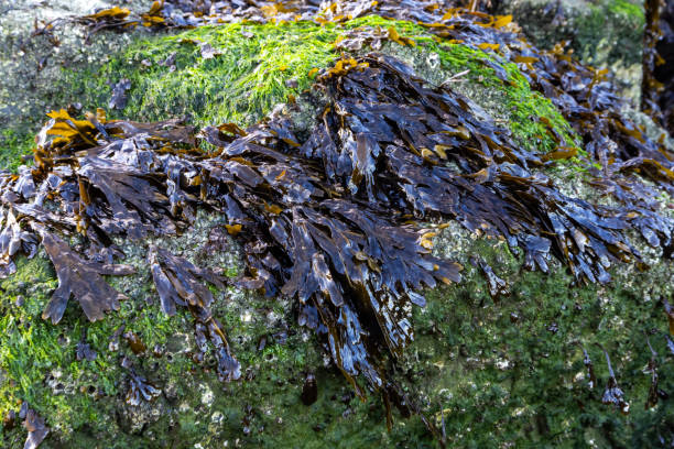 istock Seaweed on coastal rocks, Wirral, Merseyside, England, Britain 2191746722