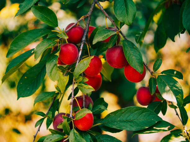 istock The image captures the ripening process of cherry plums on a tree. Useful for educational content about fruit farming. 2191746910
