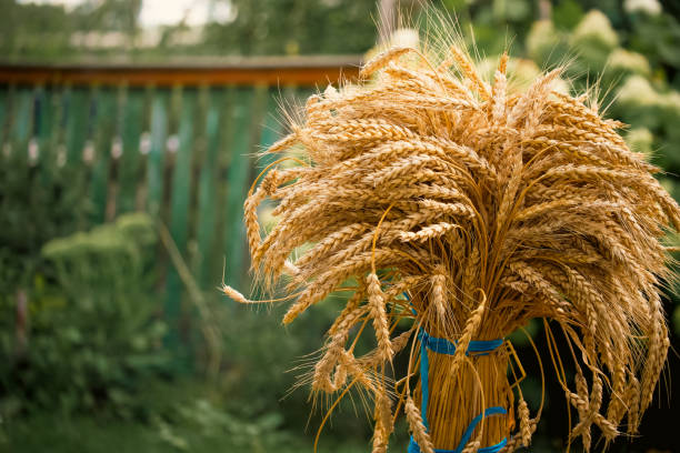 Ripe wheatsheaf bundle highlighted against lush green backdrop ideal for farm-themed content.