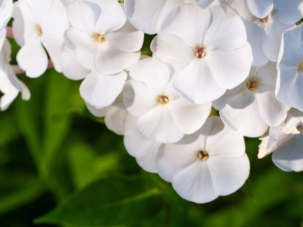 istock White blossoms flourish amidst green leaves, capturing natures elegance; perfect for backgrounds in wellness and beauty sectors due to its calming effect. 2191746931