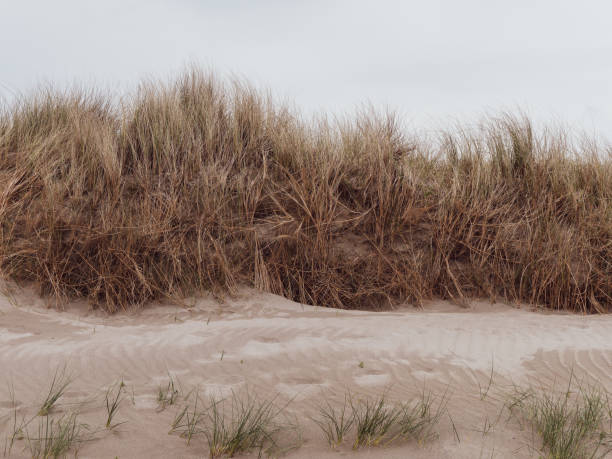 istock Thickets on the shore, sky. Coastal vegetation, landscape, grass on sand. 2191746953
