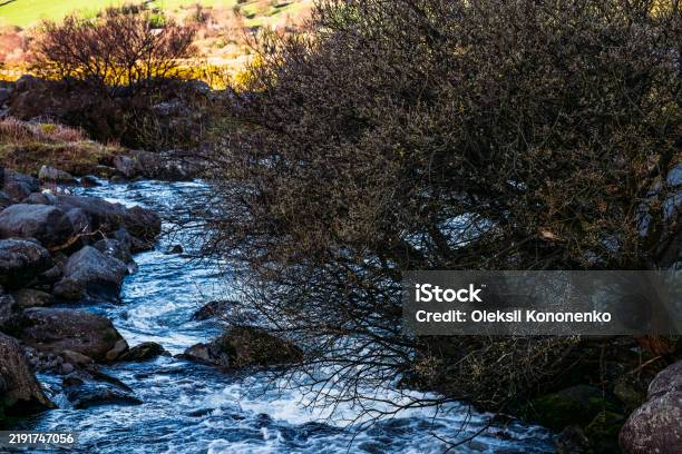 Small Angled Rushes A Small Swift Stream Rushes Between Grey Rocks A Shrub With Leafless ...