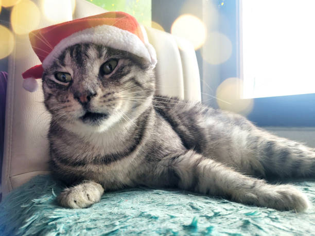 Cute cat