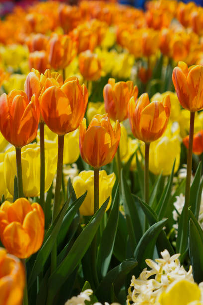 istock Orange and yellow tulips in bloom 2191747546