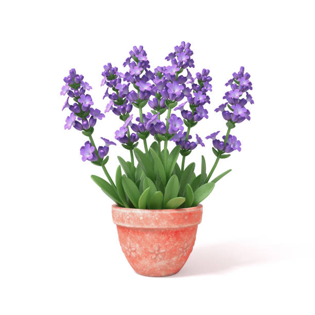 Isolated lavender in a flower pot on a white background