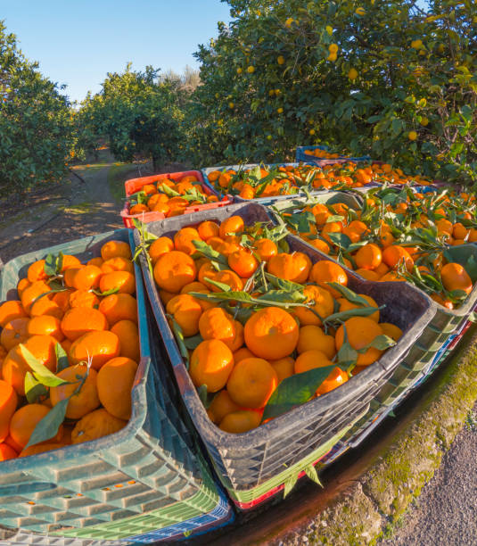 istock Crates of Mandarins / Tangerines 2191750197