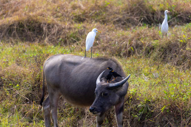 istock Cattle egret on a Thai water buffalo in ricefields in northern Thailand 2191751622