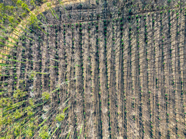 istock Eucalyptus plantation after a forest fire 2191751692