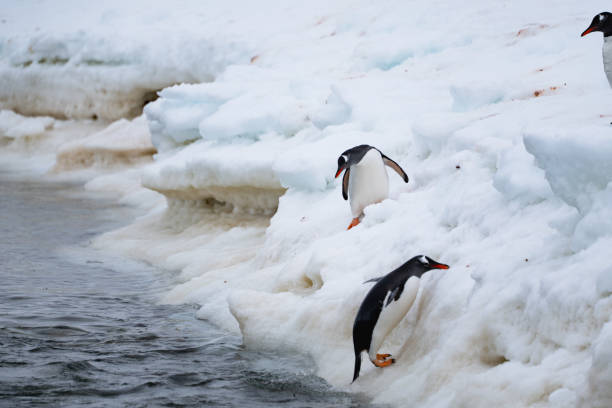 istock Gentoo penguins going out from the ocean. Funny penguin walk. 2191755315