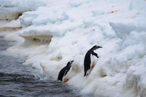 istock Gentoo penguins going out from the ocean. Funny penguin walk. 2191755337