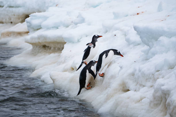 istock Gentoo penguins going out from the ocean. Funny penguin walk. 2191755487