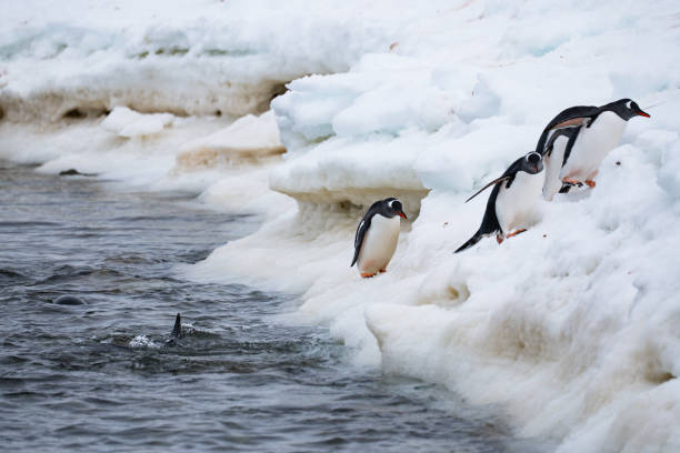 istock Gentoo penguins going out from the ocean. Funny penguin walk. 2191755502