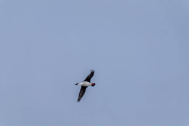 Antarctic shag (Leucocarbo bransfieldensis) flying in the sky. Antarctica.