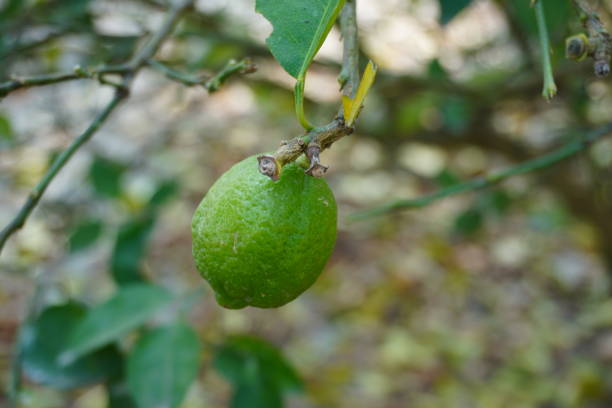 istock Green lemon in close up 2191758501