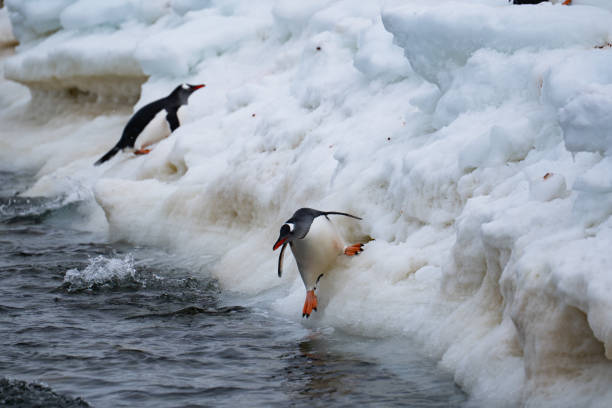 istock Gentoo penguins going out from the ocean. Funny penguin walk. 2191758877