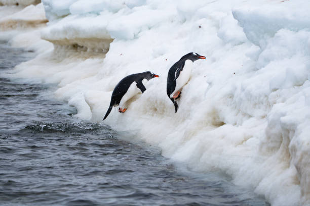 istock Gentoo penguins going out from the ocean. Funny penguin walk. 2191758896