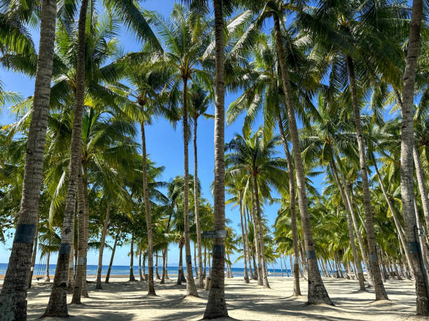 istock Tropical Palm Grove on a Sunny Beach Day 2191758913