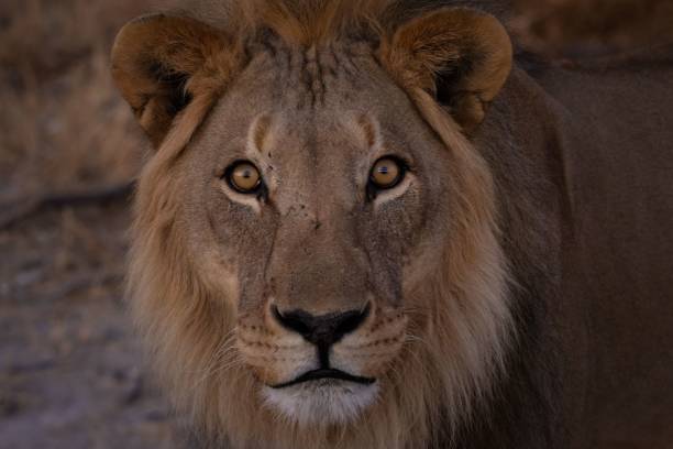 istock Majestic Lion in Natural Habitat 2191760078