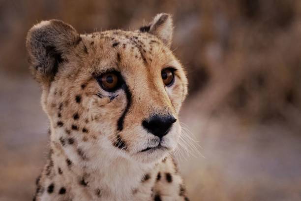 istock Cheetah Close-Up with Blurred Background 2191760086