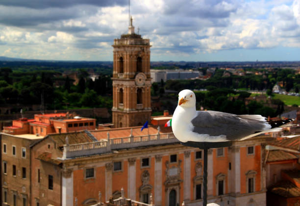 Photo of a white seagull on a blurred background with the Musei Capitolini Museum in the capital of Italy - the city of Rome