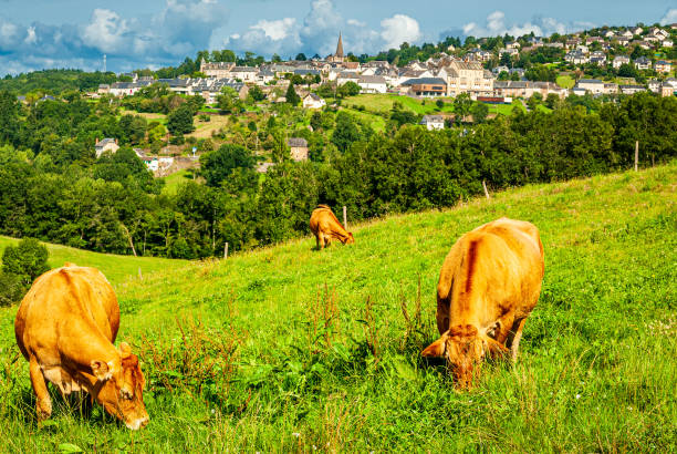 istock Three brown cows eating grass in a green field 2191762774