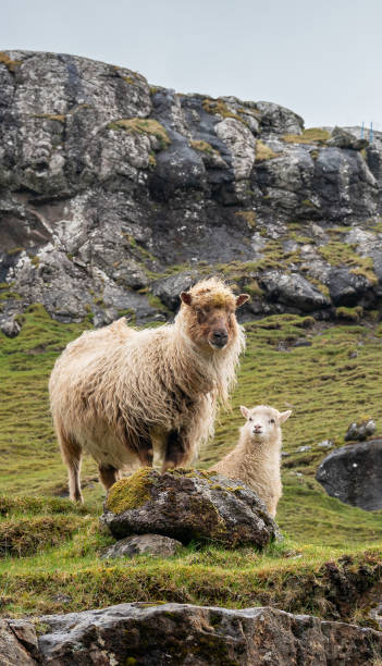 istock Sheep on Vagar island, Faroe Islands 2191764143