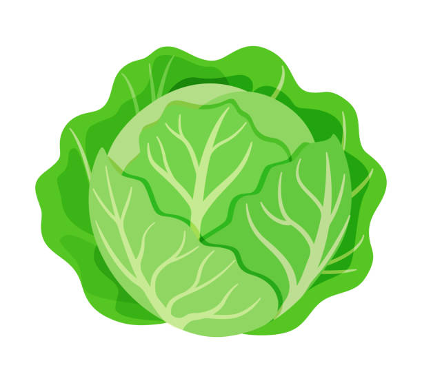 cabbage vegetable for cooking meals. A bright element isolated on white for design. cabbage vegetable for cooking meals. A bright element. Hand drawn Trendy flat style isolated for design. Vector illustration cabbage stock illustrations
