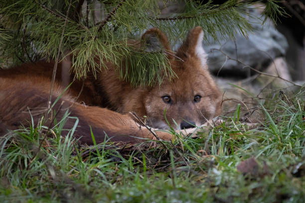 Red Dog or an Asian Wild Dog under tree