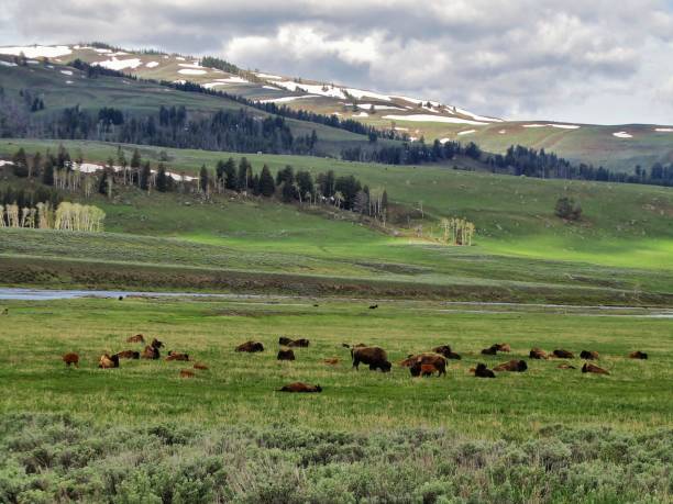 istock Yellowstone National Park 2191769569