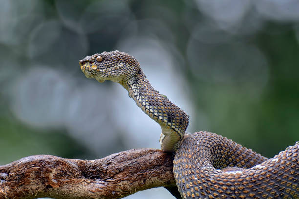 istock Mangrove Pit-viper in defense position 2191769606