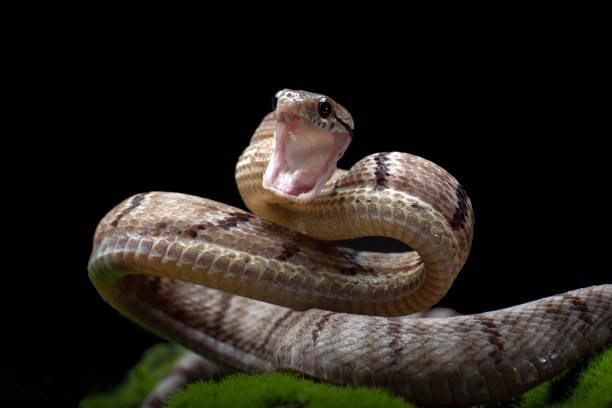 istock Dog-toothed Cat Snake in attack position 2191769665