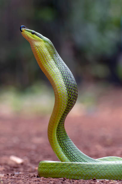 istock The arboreal rat snake in defensive position 2191769679