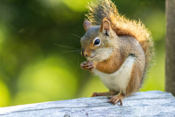 istock American Red Squirrel on a bright afternoon closeup 2191770081
