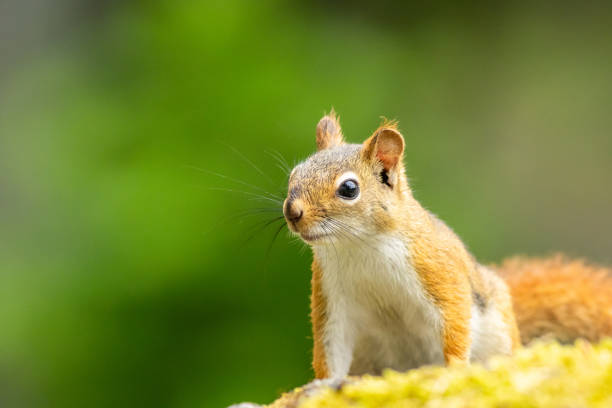 istock American Red Squirrel on a bright afternoon closeup 2191770086
