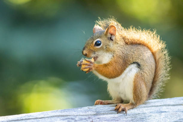 istock American Red Squirrel on a bright afternoon closeup 2191770103