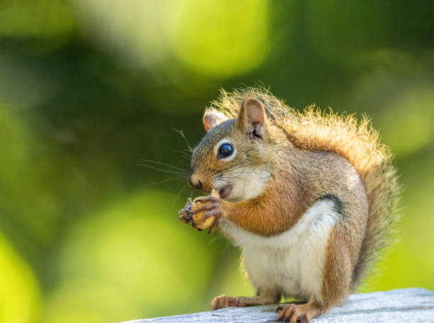 istock American Red Squirrel on a bright afternoon closeup 2191770104
